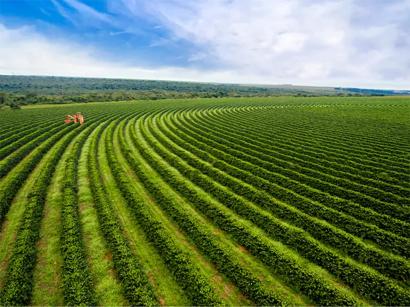A Farm Field
